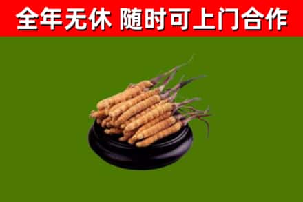 多伦县烟酒回收冬虫夏草.jpg